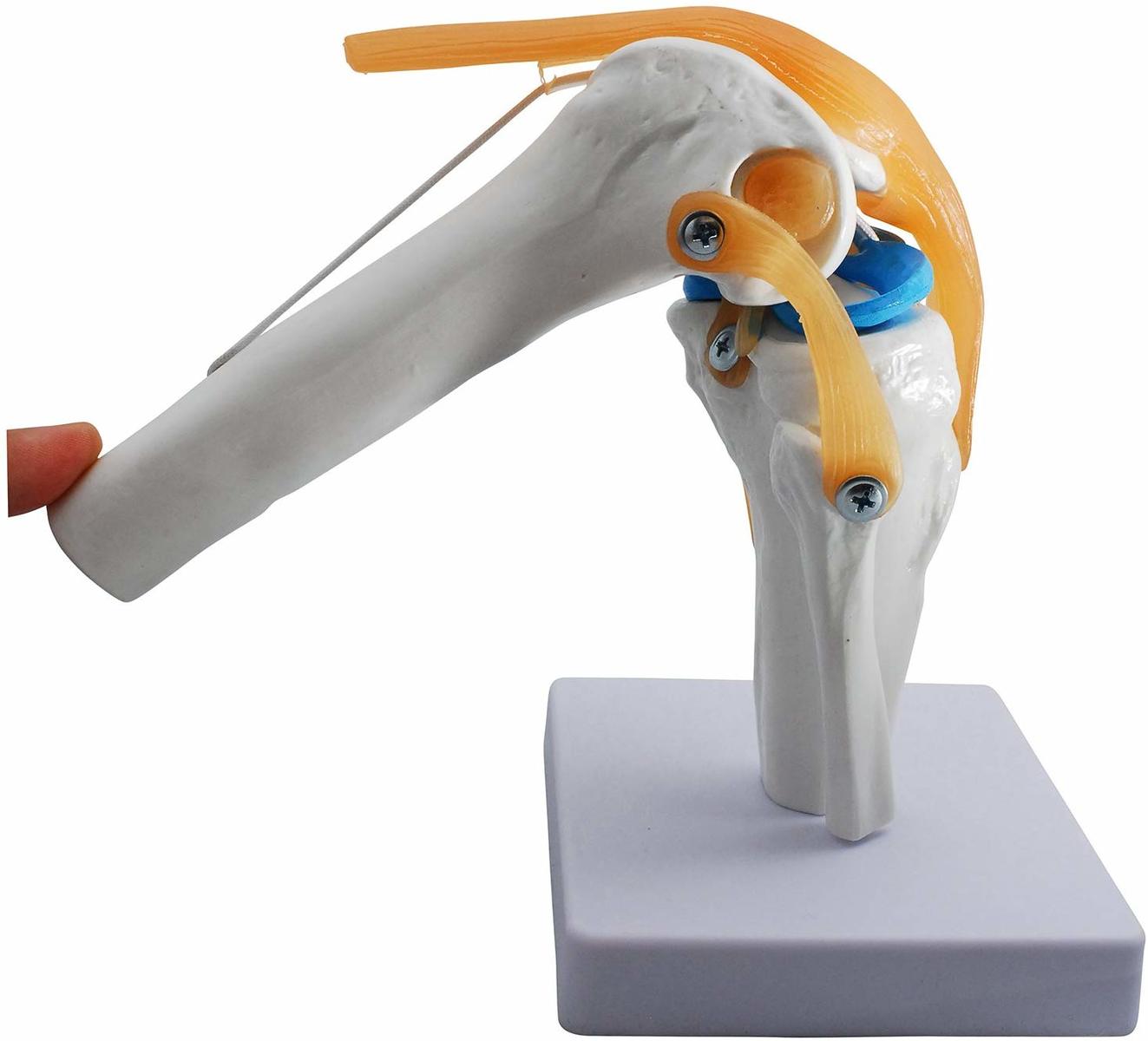 楽天市場】膝関節模型 ひざ 膝関節 可動 模型 関節模型 実物大 等身大