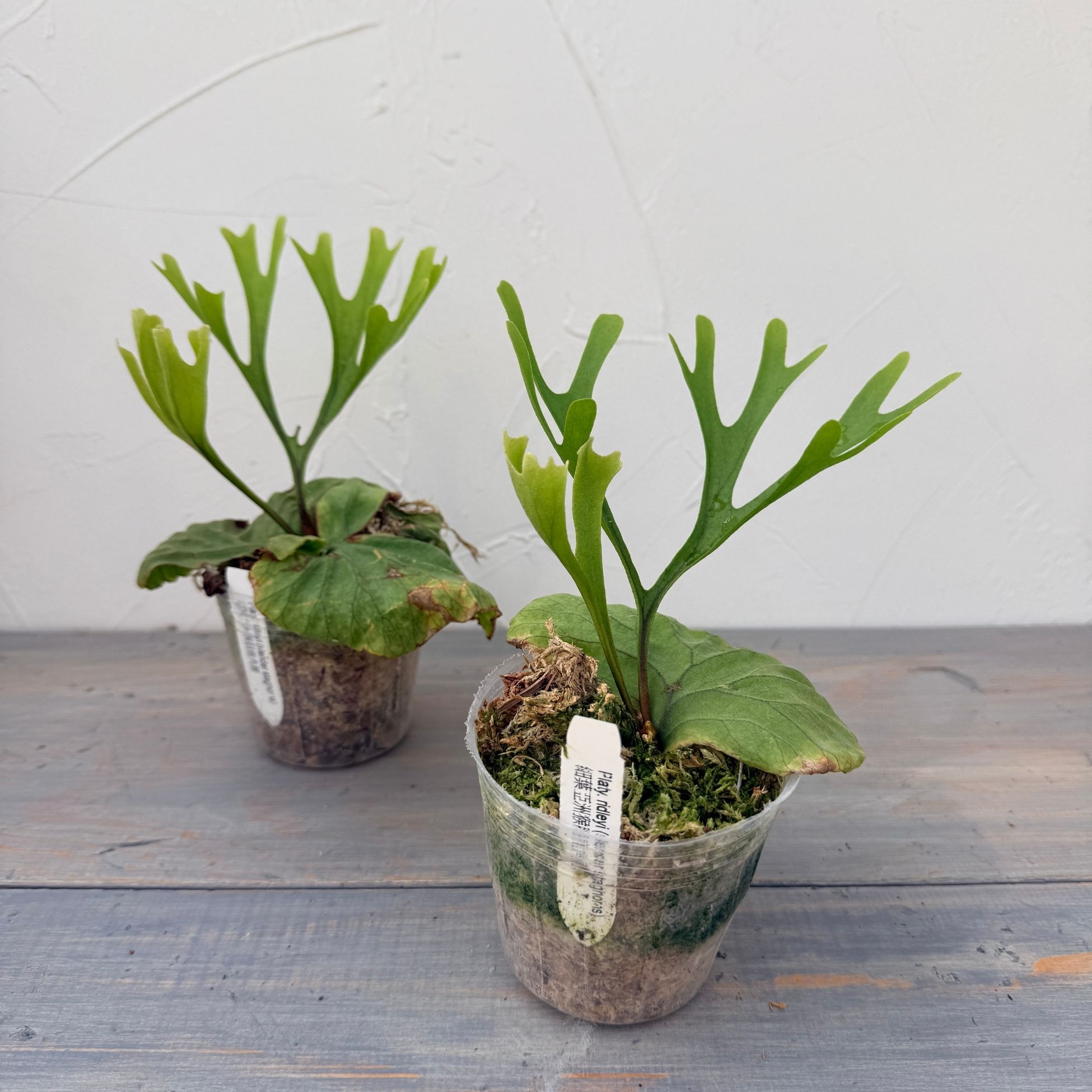 楽天市場】『ビカクシダ リドレイ スレンダースタッグホーン』コウモリ