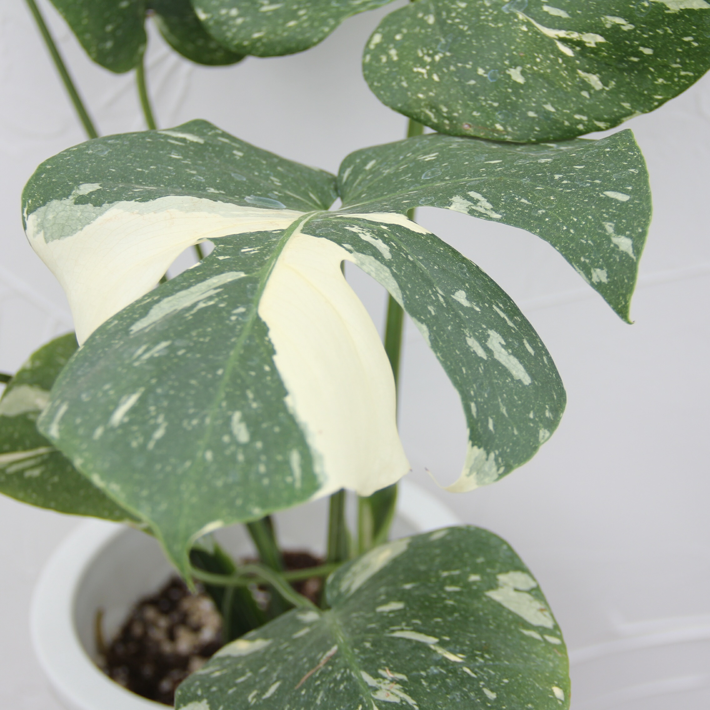 楽天市場】『斑入りモンステラ デリシオーサ タイコンスタレーション 6