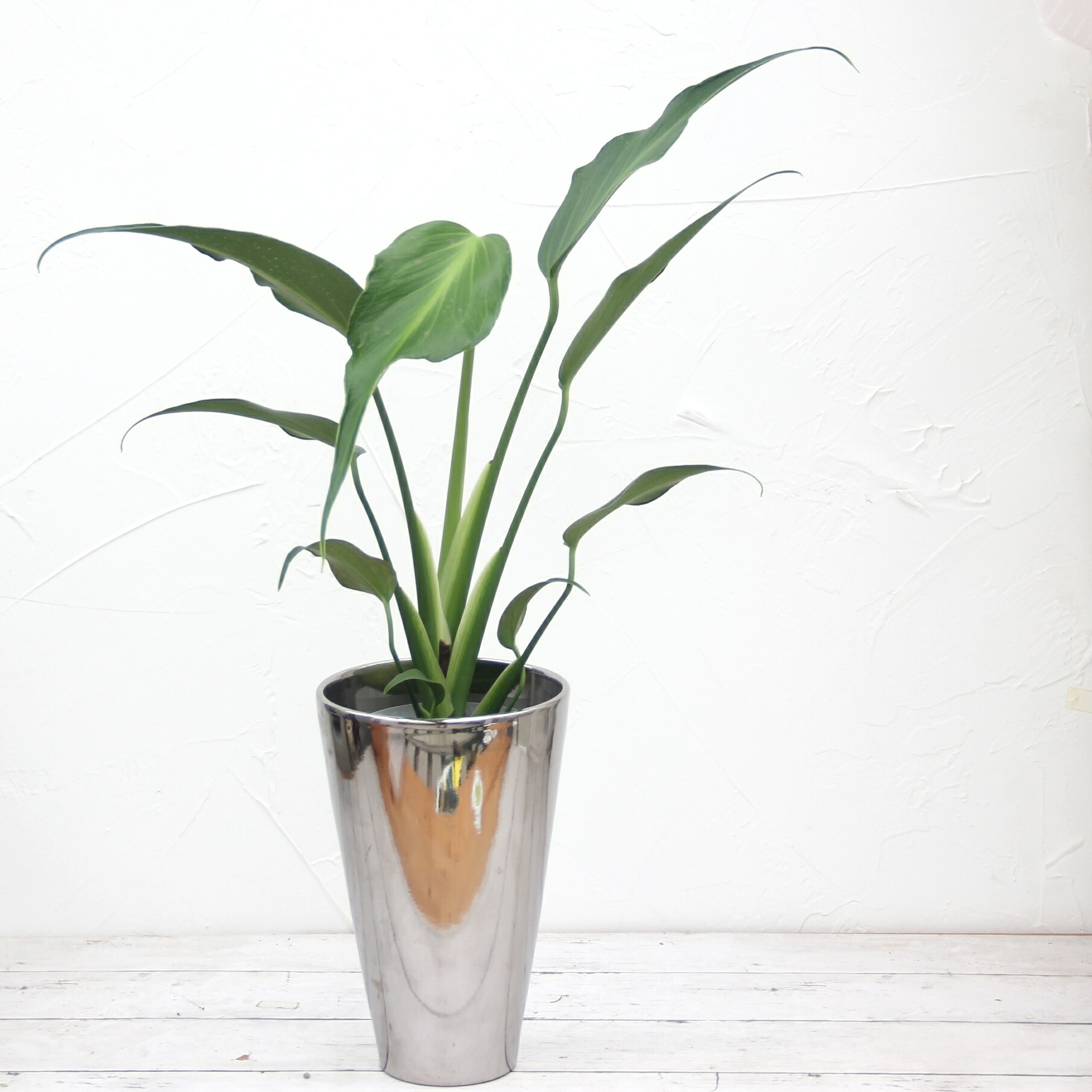 楽天市場】『モンステラ バールマルクスフレーム』Monstera 'Burle