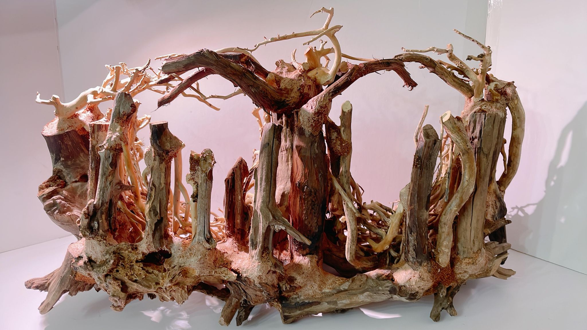 楽天市場】中型深い茂る熱帯雨林（水槽専用アート流木）盆栽アート