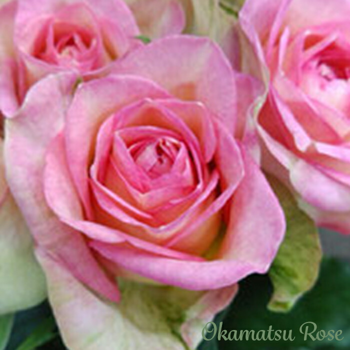 楽天市場】予約販売 バラ苗 バラ新苗 アーニャ 契約品種 薔薇 ばら