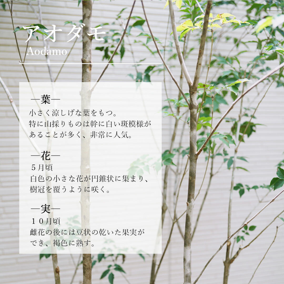 楽天市場】【現品】山採り【アオダモ】本株立ち 自然風樹形