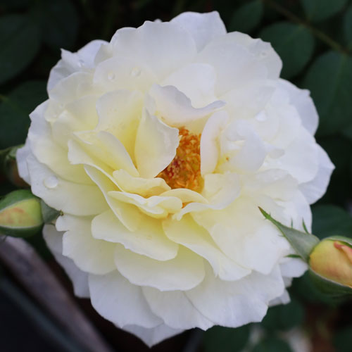 バラ苗(予約販売) 【ムーンスプライト】 2年大株苗 4号鉢