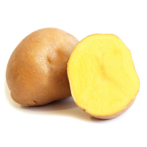 6kg m33 インカのめざめ 種芋 ジャガイモ インカのめざめ タネイモ｜種