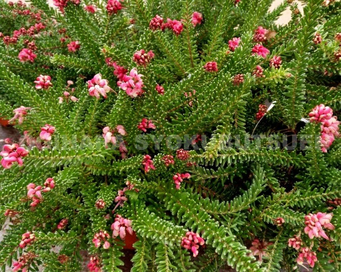 楽天市場】グレビレア ラニゲラ : おぎはら植物園