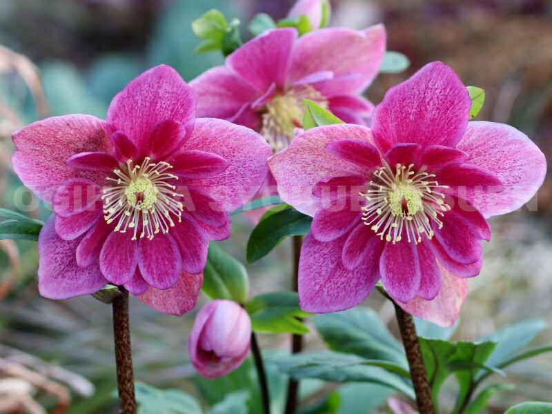 楽天市場】クリスマスローズ 雪の妖精 'フリー ルビー' 大苗（5号