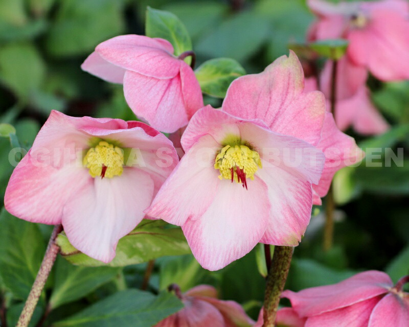 楽天市場】クリスマスローズ 雪の妖精 'ケイティ' 大苗（5号）【開花