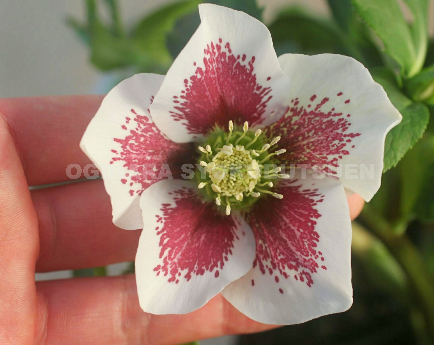 楽天市場】クリスマスローズ ホワイト ブロッチ系（シングル）大苗