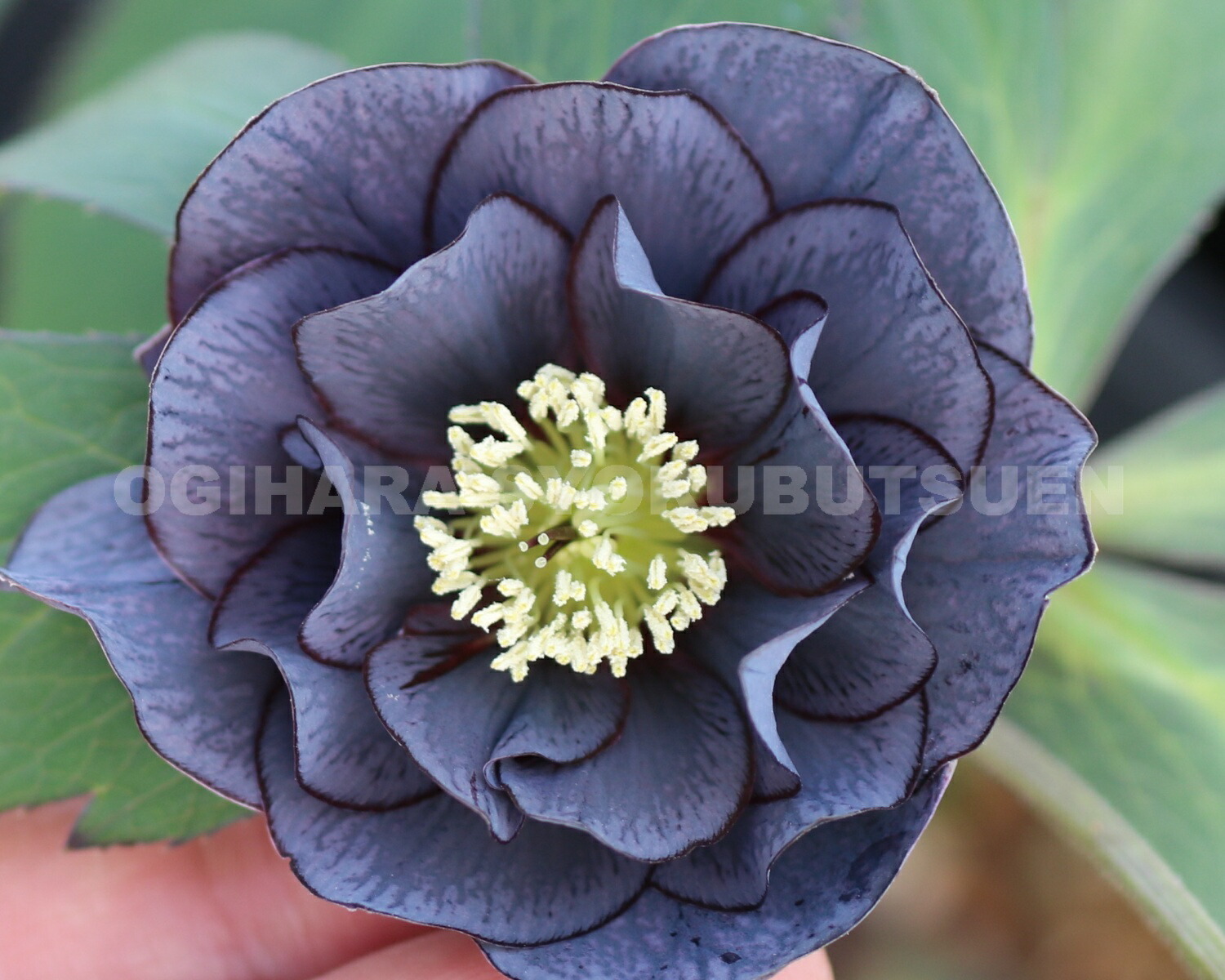 楽天市場】クリスマスローズ スモーキー ブルー ダブル 大苗 : お