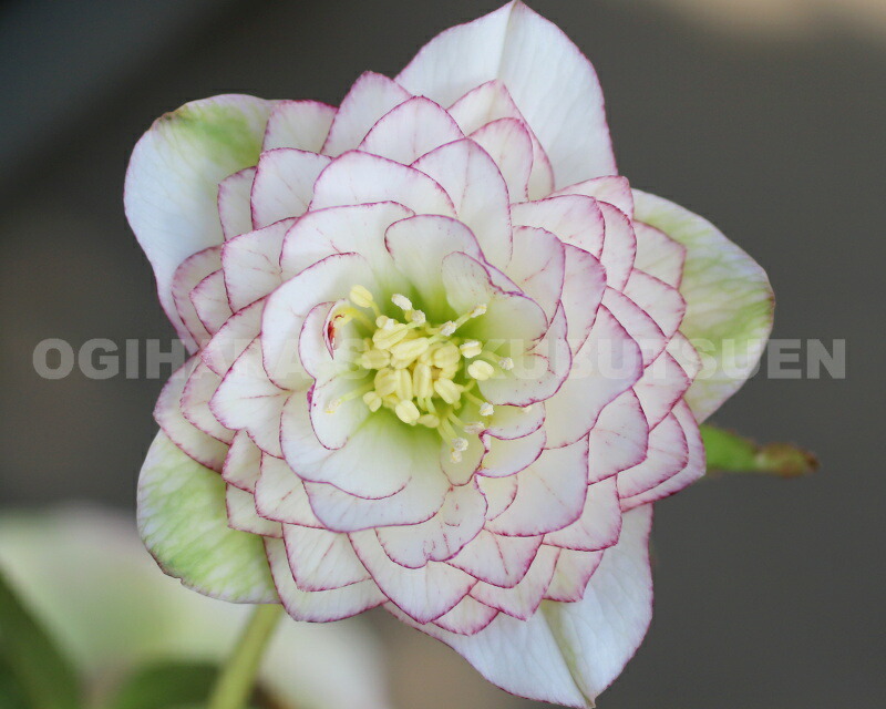 楽天市場】クリスマスローズ 多弁ダブル ホワイト ピコティ系 大苗