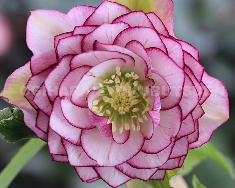 楽天市場】クリスマスローズ 多弁ダブル ピンク ピコティ系 大苗 : お