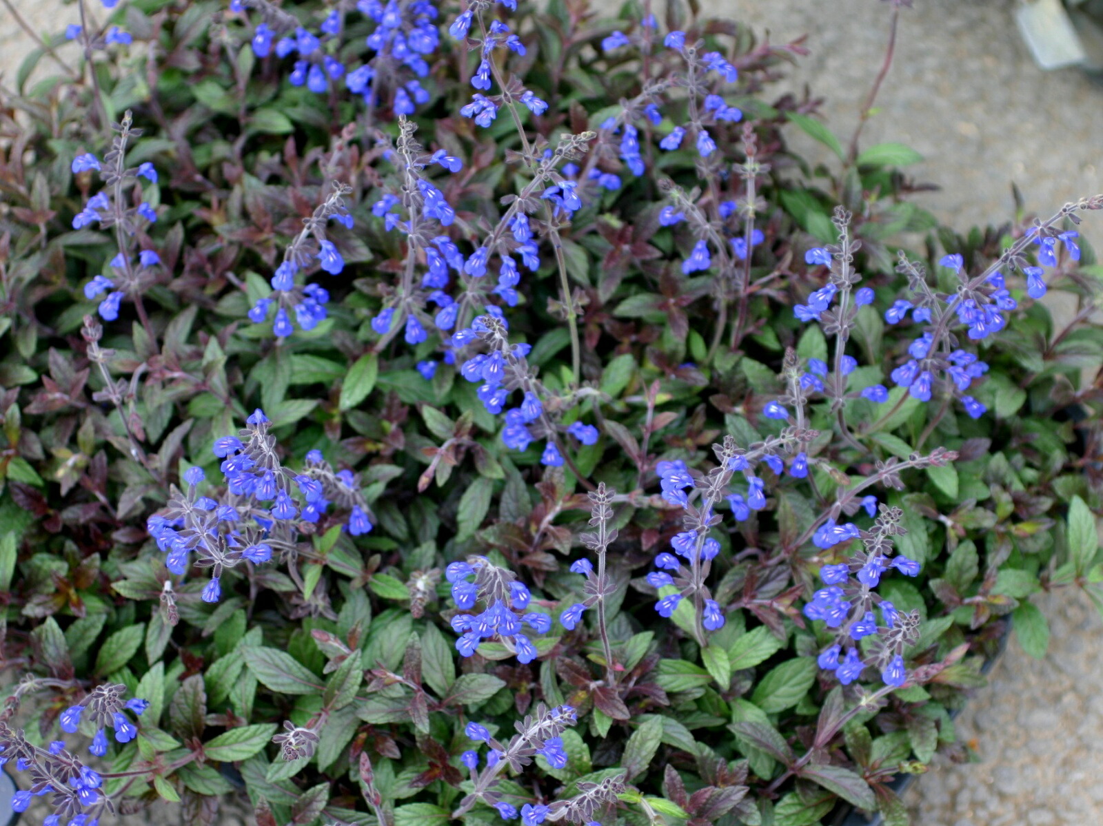 楽天市場】シナロアセージ （サルビア 'コスミックブルー'） : お