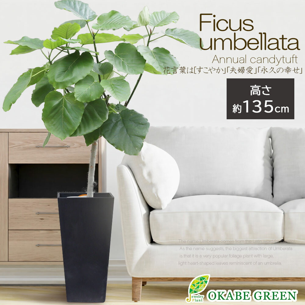 楽天市場】【店内全品2個同時購入10％OFFクーポン配布中】 観葉植物