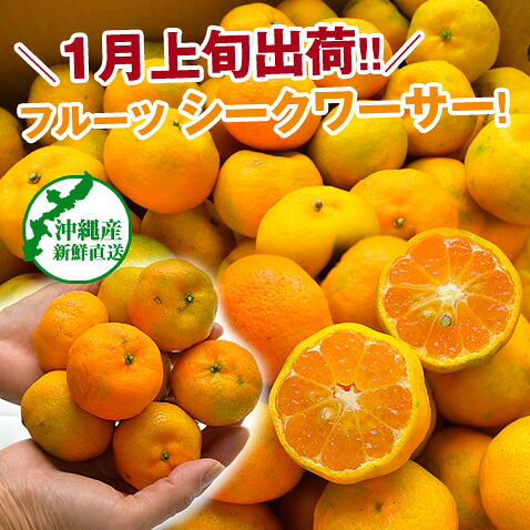 シークワーサー 果実 沖縄産 1kg フルーツ シークヮーサー – 沖縄厳選