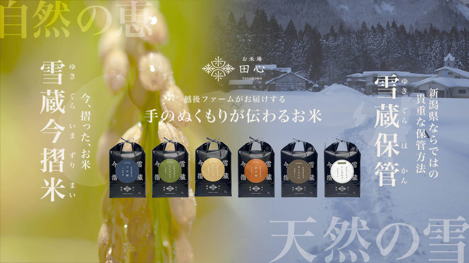 雪蔵今摺米 新潟県奥阿賀地域で栽培された高級米｜お米場 田心