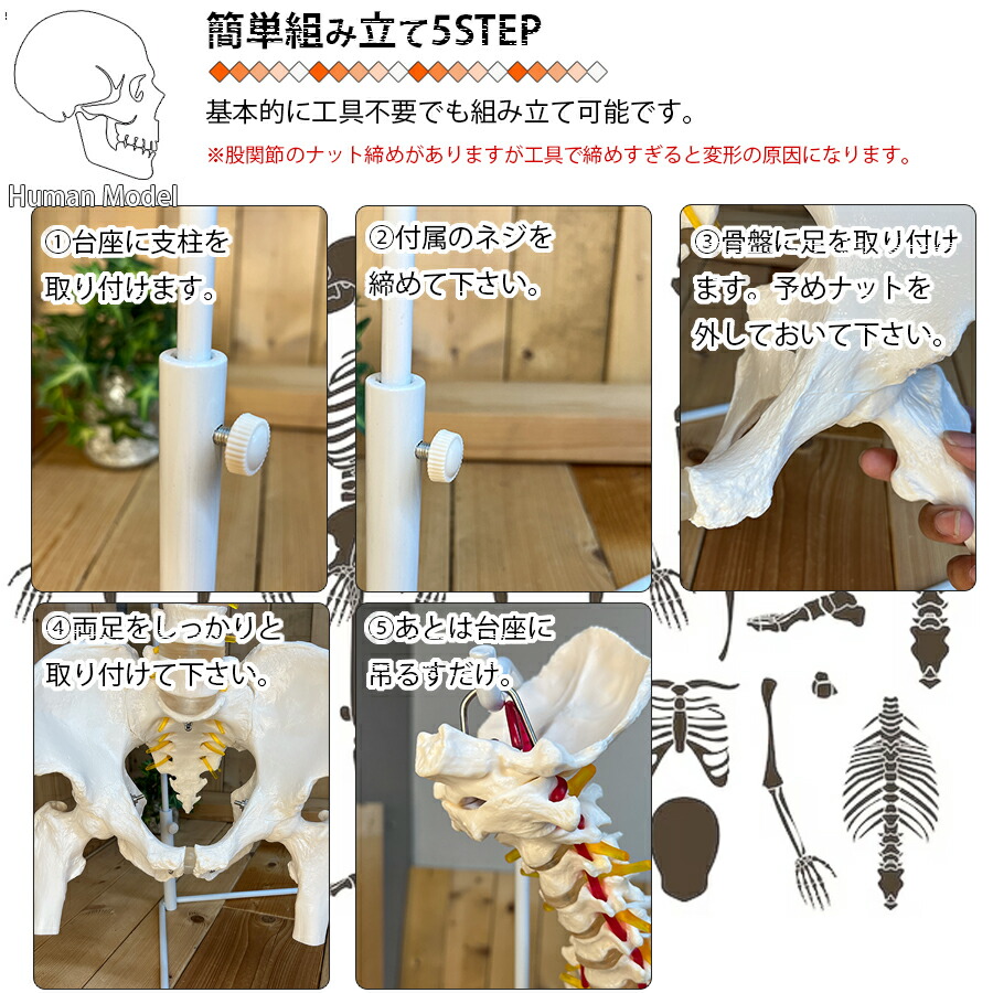 楽天市場】人体模型 骨 等身大 脊椎 模型 実物大 90センチ 脊髄骨盤