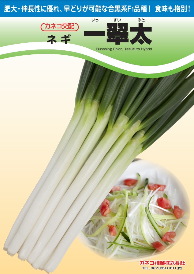 楽天市場】ネギ 種 源翠 カネコ 種 苗 営利用 プロ向け 大袋 畑 葱 種