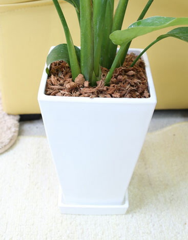 楽天市場】ストレリチア（ストレチア）・オーガスタ 7号 ホワイト