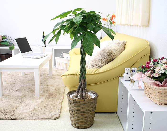 楽天市場】パキラ 7号鉢+バスケット鉢カバー 土の表面はウッドチップ