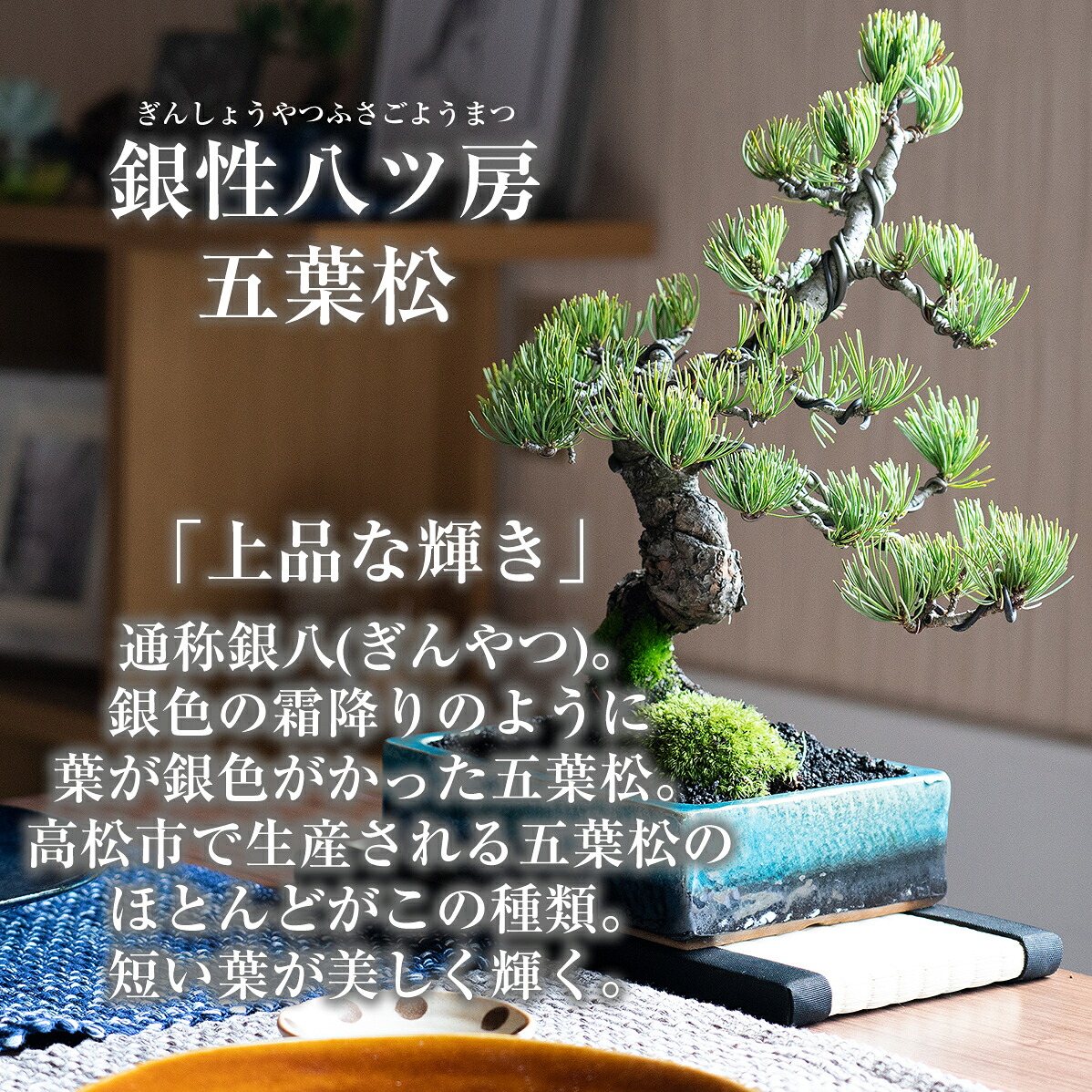 楽天市場】盆栽 松 五葉松 威風堂々 大品 ミニ盆栽 趣味 高級 初心者
