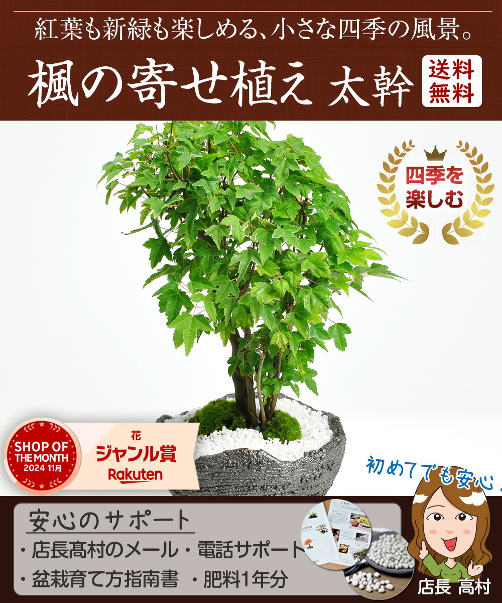 楽天市場】盆栽 カエデ 楓の寄せ植え 太幹 かえで 楓 小品盆栽 中品