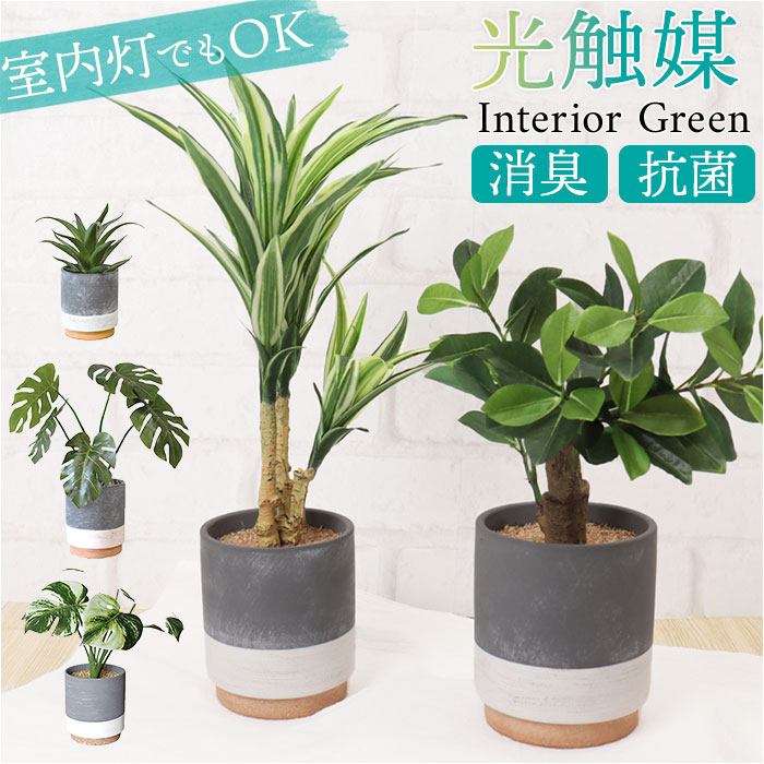 楽天市場】光触媒 フェイクグリーン 通販 観葉植物 人工観葉植物