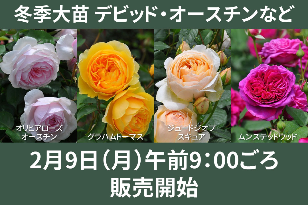 バラの家 公式本店 ロサオリエンティス【バラ苗 専門店】