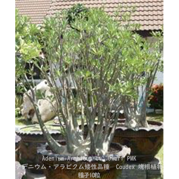 楽天市場】多肉植物 塊根植物 種子 Adenium Arabicum Dwarf PMK