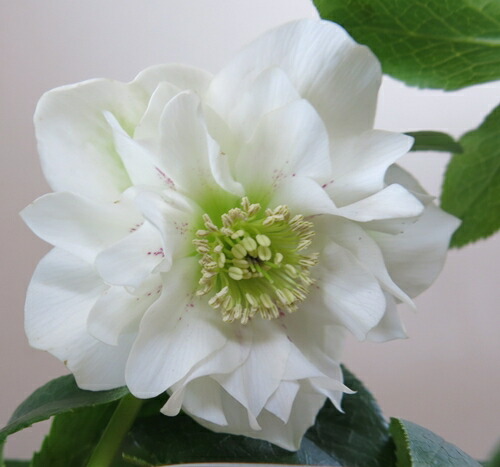 楽天市場】【現品】クリスマスローズ ウィンターシンフォニー ダブル