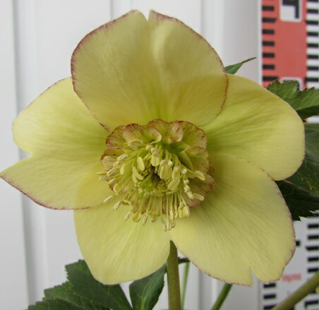 楽天市場】【現品】クリスマスローズ セミダブル咲き ピンク系