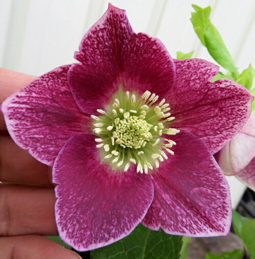 楽天市場】【現品】クリスマスローズ ウィンターシンフォニー