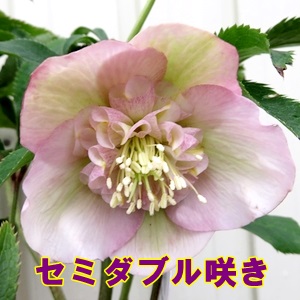 楽天市場】【現品】クリスマスローズ セミダブル咲き ピンク系