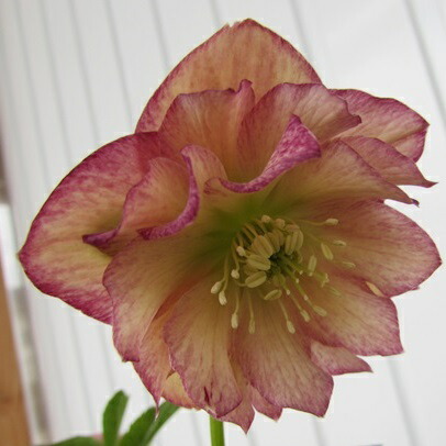 楽天市場】【現品】クリスマスローズ セミダブル咲き ピンク系