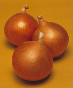 楽天市場】タキイの長期保存用玉ねぎ苗「タマネギ ネオアース」100本