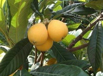 楽天市場】ビワの木（枇杷の木/びわの木）クイーン長崎 接ぎ木 苗木 5