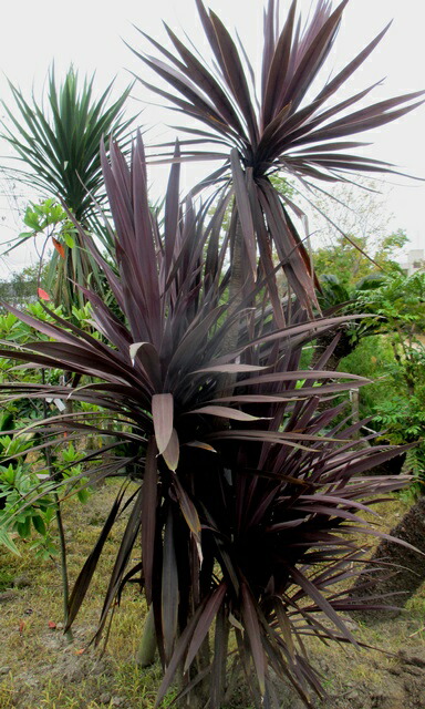 楽天市場】【選べる現品】ドラセナ コルジリネ トーベイダズラー 苗木