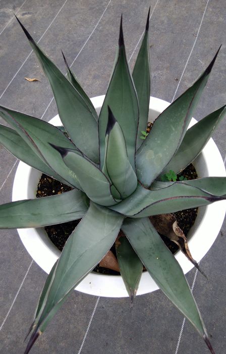 楽天市場】【現品】アガベ グレートホワイトシャーク 6号鉢植え【産直