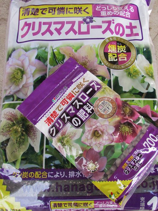 楽天市場】「3株セット」か「5株セット」クリスマスローズ 開花見込み