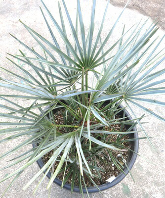 楽天市場】【現品発送】チャメロプス セリフェラ7号 苗木【AK】302