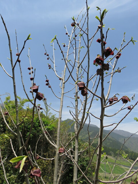 楽天市場】ポポー サスケハンナ 接ぎ木苗 5号 ピーターソンポポー