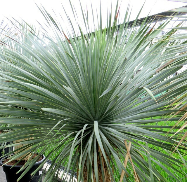 楽天市場】ユッカ リギダ 苗木 5号鉢【h14sotoni】 : 千草園芸