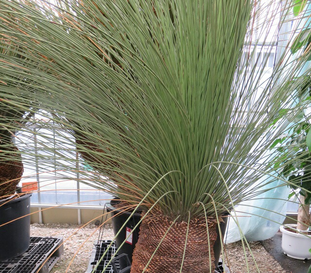 楽天市場】【現品発送】ダシリリオン グラウコフィルム 10号鉢植え