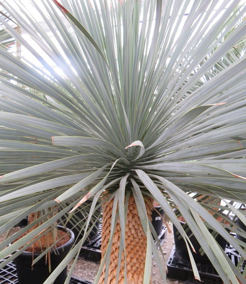 楽天市場】【現品発送】ユッカ リギダ 12号鉢植え H60cm【産直