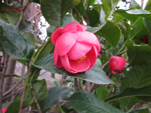 楽天市場】【選べる現品】ベトナムツバキ ハイドゥン 赤花 苗木 7号