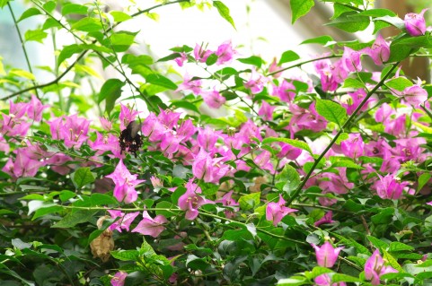 楽天市場】「花なし」ブーゲンビリア クリスタルピンク 行燈仕立て 5号