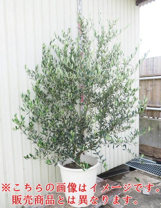 楽天市場】【現品発送】オリーブの木 シプレシーノ 苗木 樹高1.8m