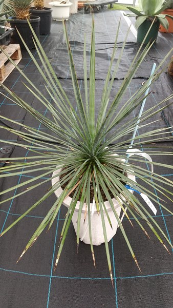 楽天市場】ユッカ ケロタリエンシスsp 10号鉢植え【産直】 : 千草園芸