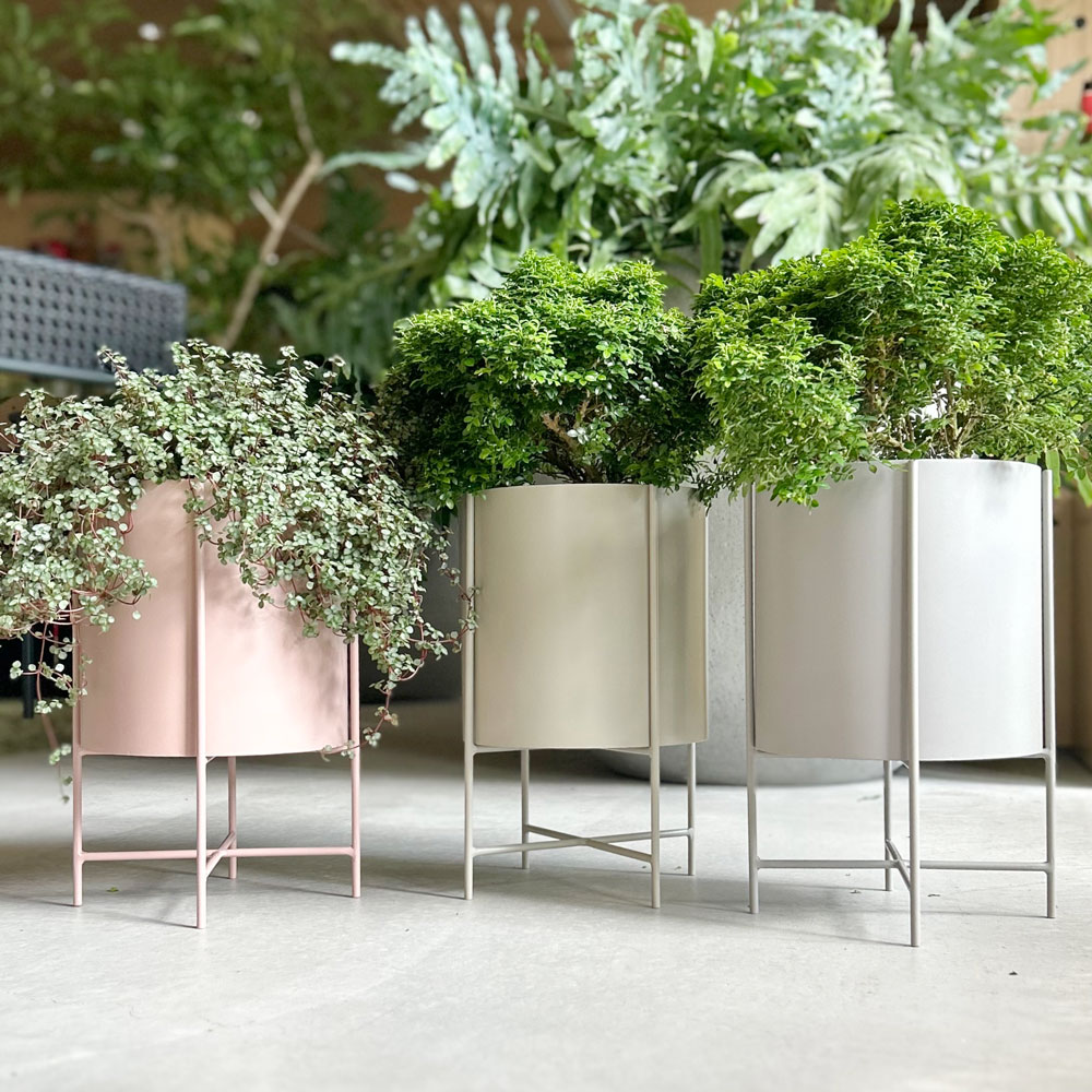 楽天市場】CLOVER(クローバー) アイアンプランターウィズスタンド Ф22