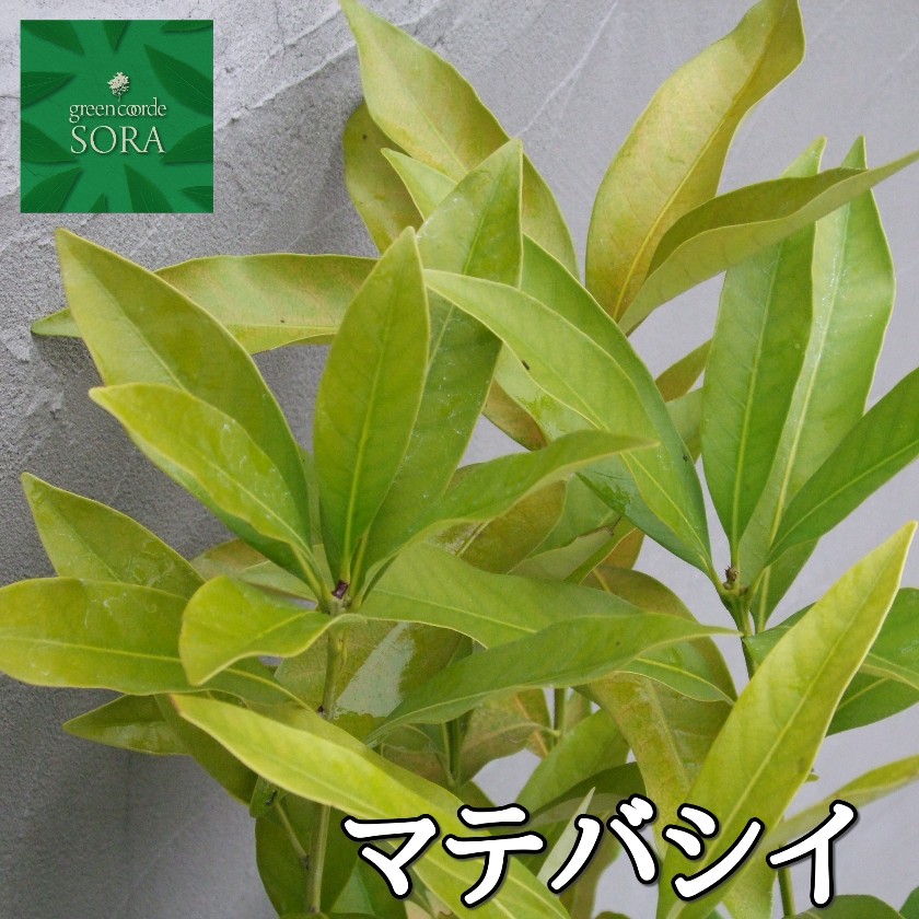 レッドロビン H1100～1300 10本 - SORAの植木屋さん